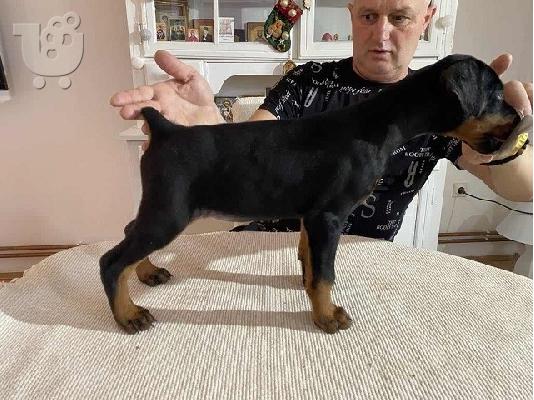 PoulaTo: Κουτάβια DOBERMAN